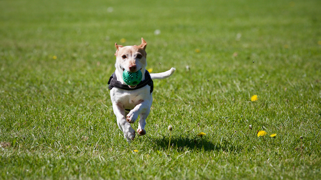 A dog running in a dog park