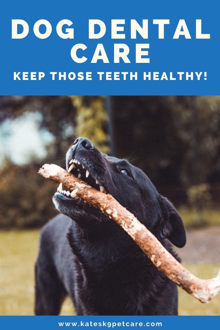 Dog dental care | All about cleaning dog teeth!