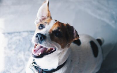 Dog dental care | All about cleaning dog teeth!