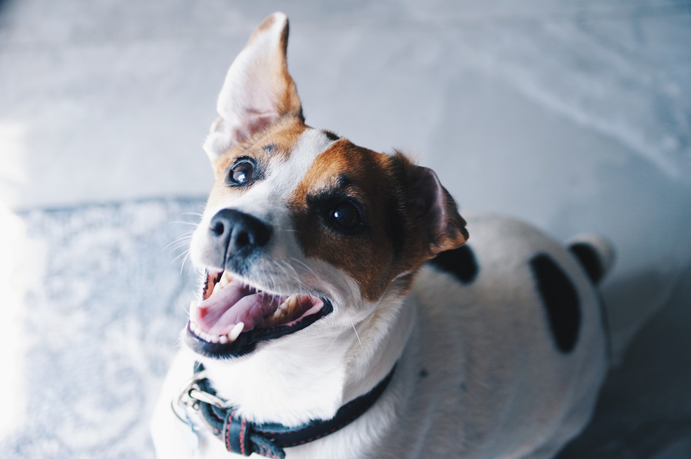 Dog dental care | All about cleaning dog teeth!