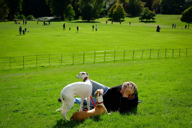 A man and his dogs in a park