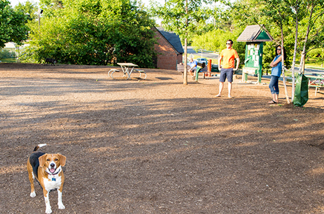 Fort Barnard Dog Park / Douglas Dogs