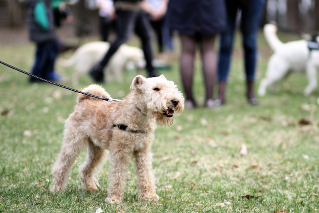 A dog in a park