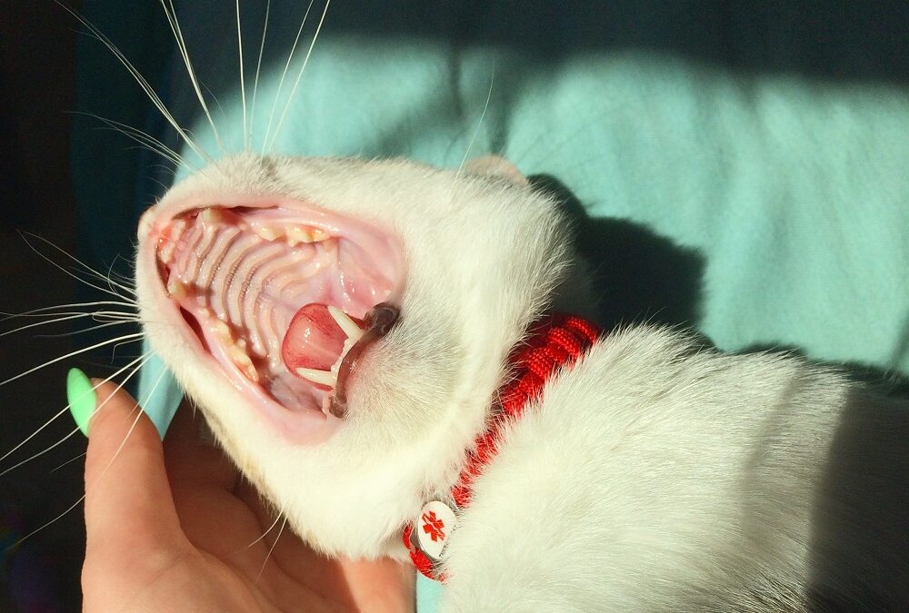 Cat dental care | How to clean your cat’s teeth