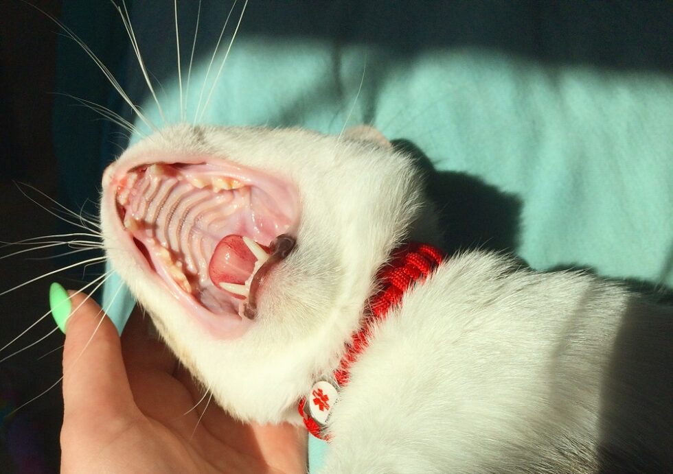 Cat Dental Care How To Clean Your Cat's Teeth Kate's K9 Pet Care