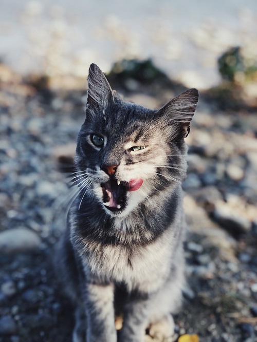 Gray housecat with mouth open and tongue stuck out.