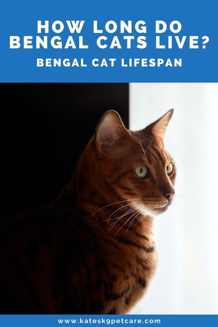 How long do Bengal cats live? | All about Bengal cat lifespan!