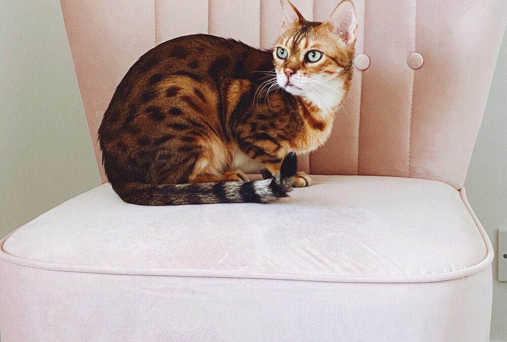 How long do Bengal cats live? | All about Bengal cat lifespan!