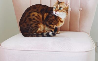 Bengal cat sat on pink chair.