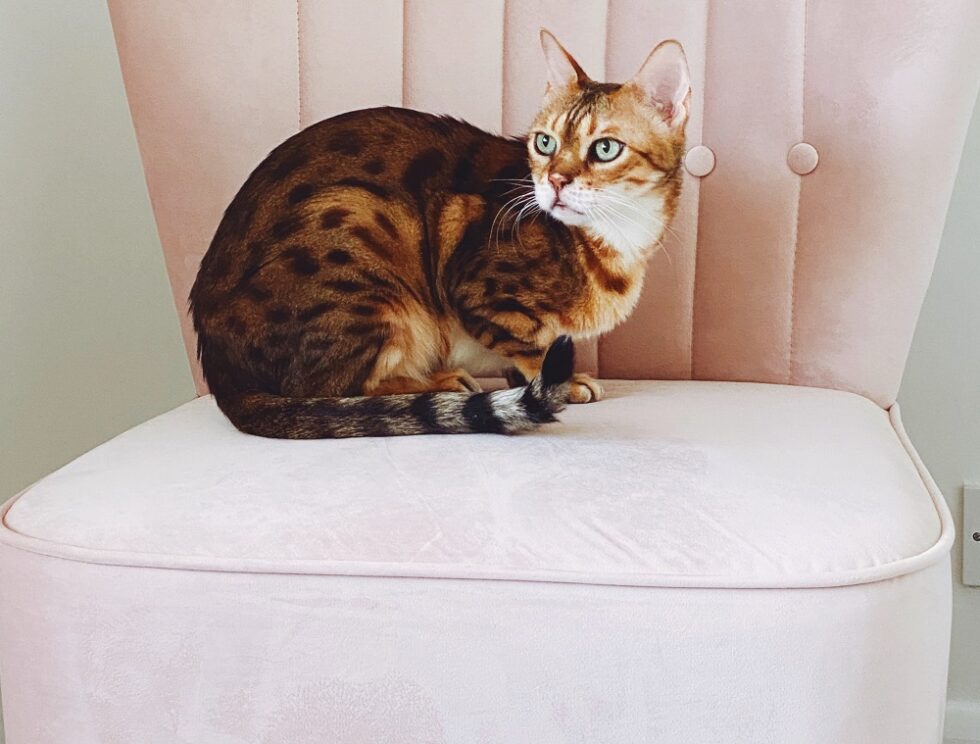 How Long Do Bengal Cats Live? All About Bengal Cat Lifespan! Kate's