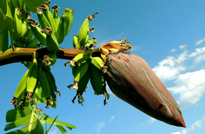 Plantains on a tree