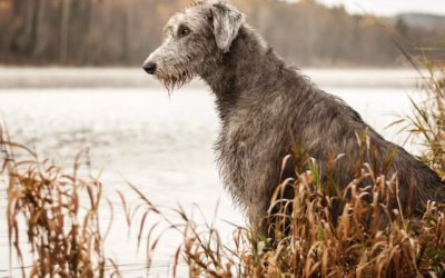 Everything You Need To Know About Irish Wolfhound Puppies