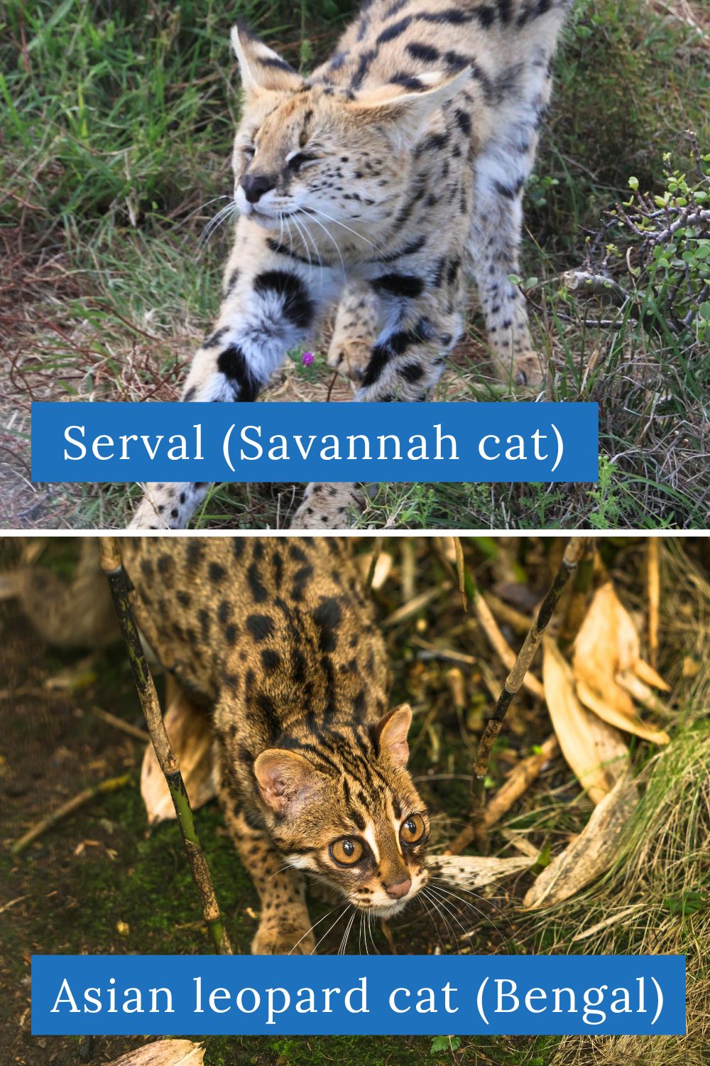 Comparison image of serval cat (top) and Asian leopard cat (bottom)