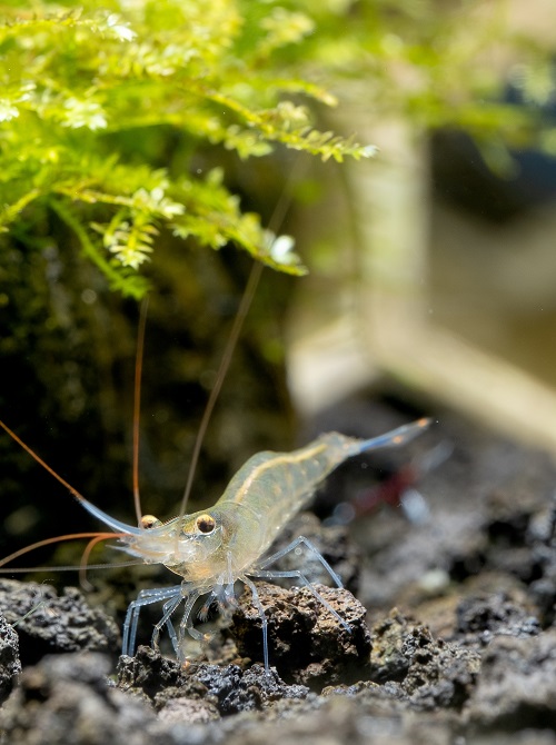 Close up Sulawesi Blue Leg Poso shrimp look for food near moss in lava stone of fresh water aquarium tank.