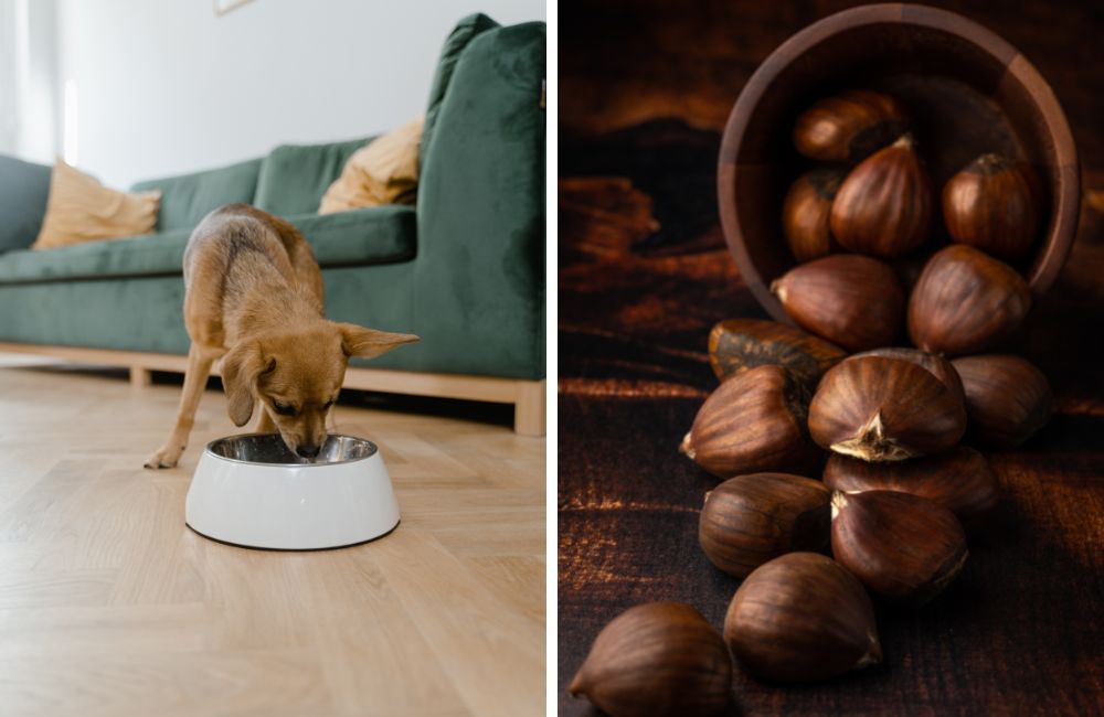 Can dogs eat chestnuts?