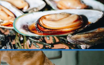 Can dogs eat mussels? All you need to know!