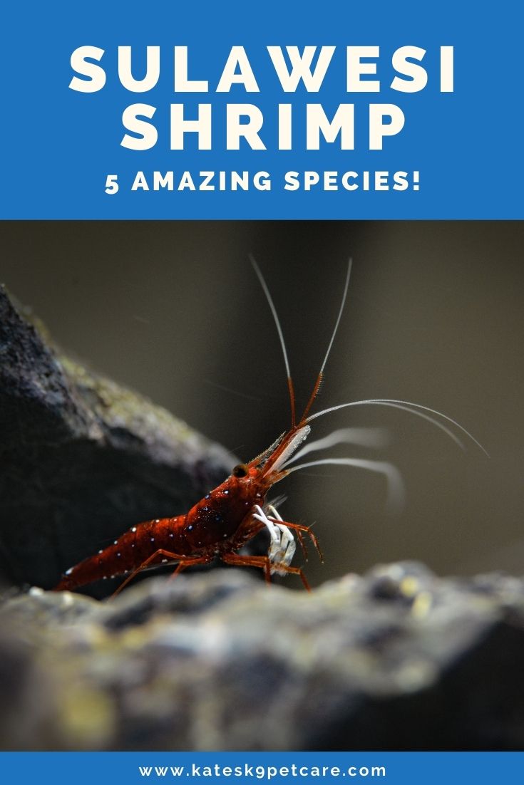 6 amazing types of Sulawesi shrimp for the aquarium