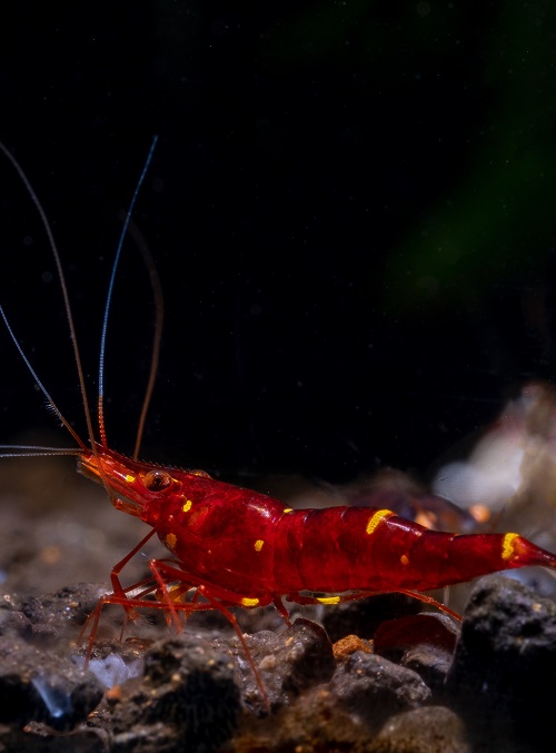 One type of yellow nose sulawesi red dwarf shrimp which has yellow spot on back stay with dark background in freshwater aquarium tank.