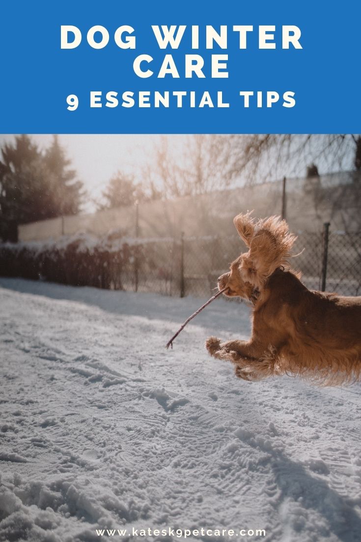 Dog winter care | 9 essential tips