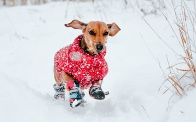 Dog winter care | 9 essential tips