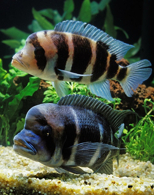 Frontosa Cichlid, cyphotilapia frontosa aquarium fish