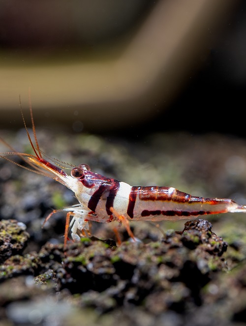 Harlequin sulawesi dwarf shrimp look for food in volcanic rock or aquatic stone of fresh water aquarium tank with the decoration as background.