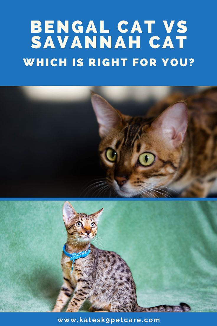 Savannah cat VS Bengal cat | Which is right for you?