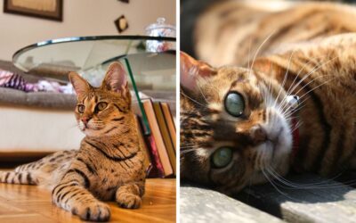 Savannah cat VS Bengal cat | Which is the breed for you?