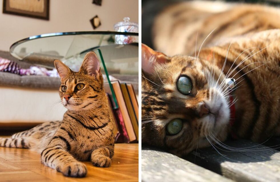 Savannah Cat VS Bengal Cat Which Is The Breed For You? Kate's K9