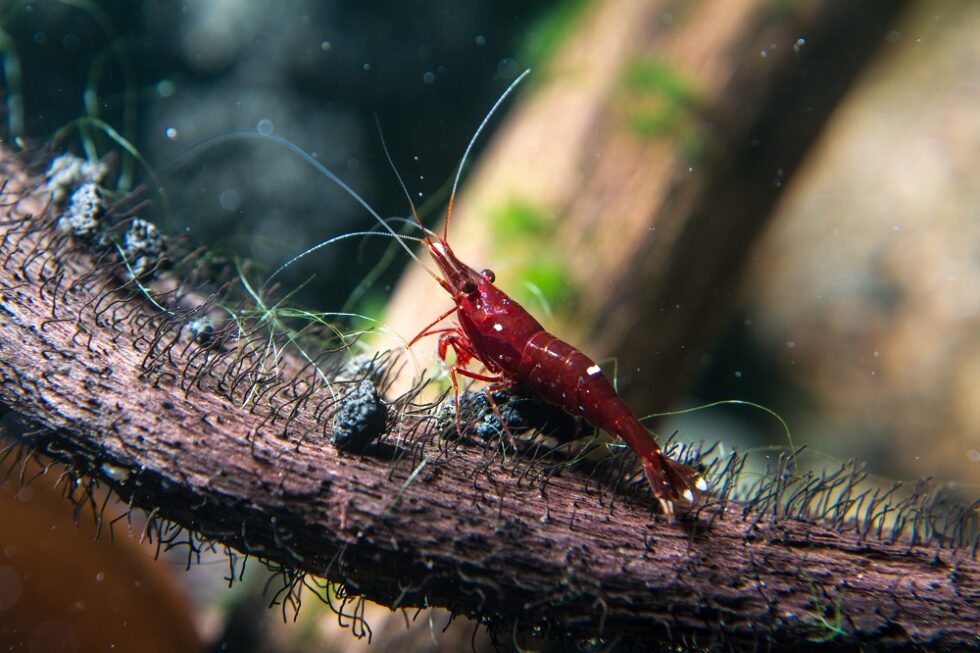 6 Amazing Types Of Sulawesi Shrimp For The Aquarium Kate's K9 Pet Care