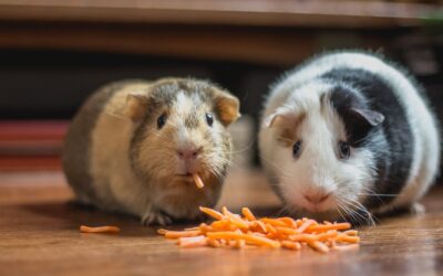 Can guinea pigs eat…? 13 safe foods for piggies