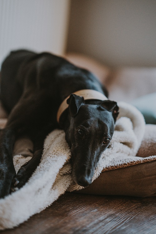 Greyhound dog snuggled up on blanket.