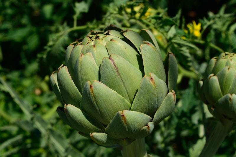 A blooming artichoke 