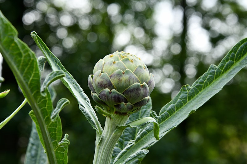 An immature artichoke 