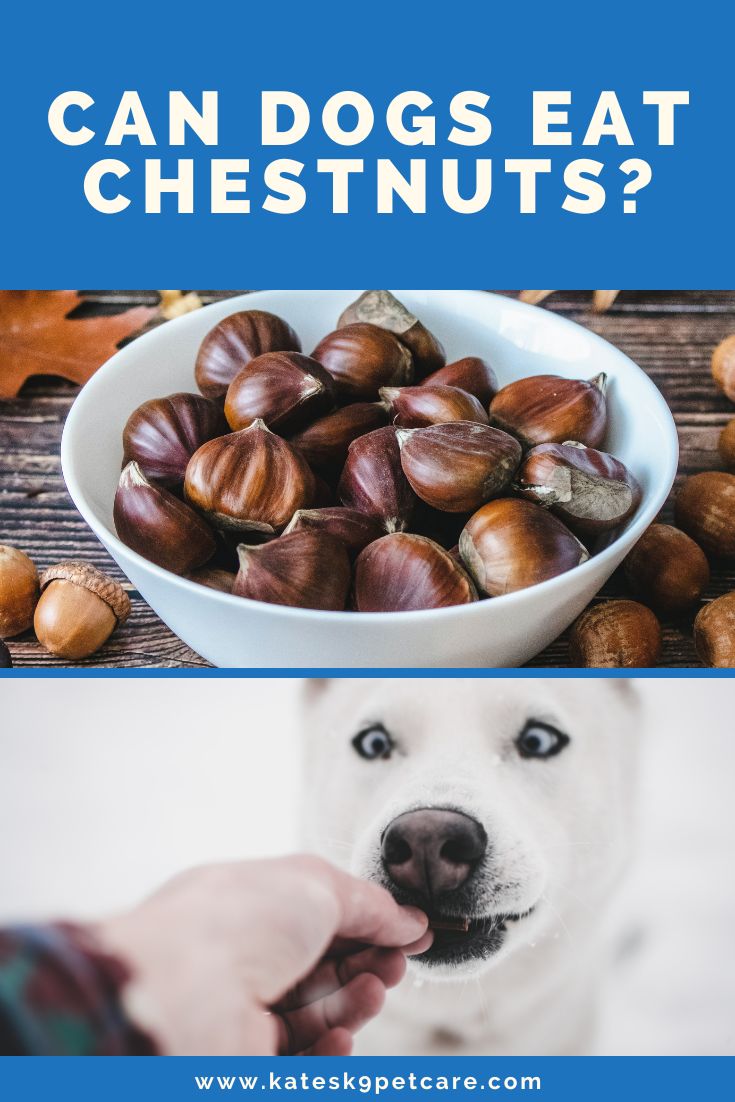 Can dogs eat chestnuts?