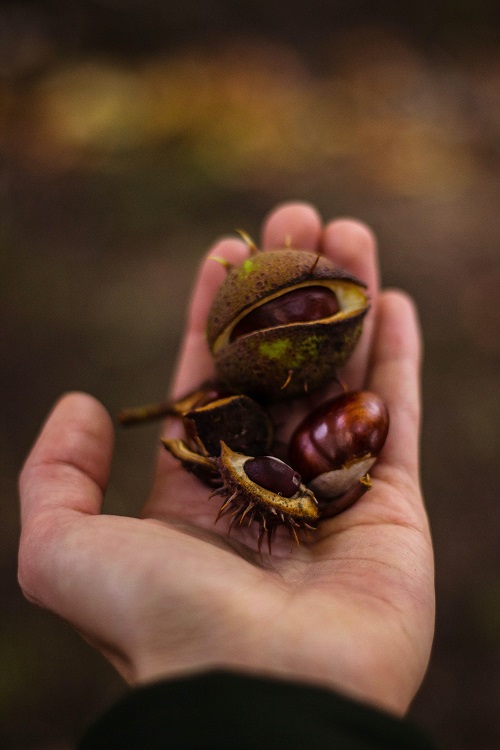 Horse chestnuts with shell