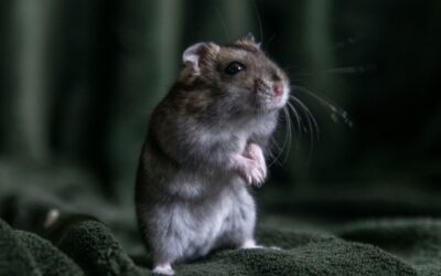 Russian dwarf hamster