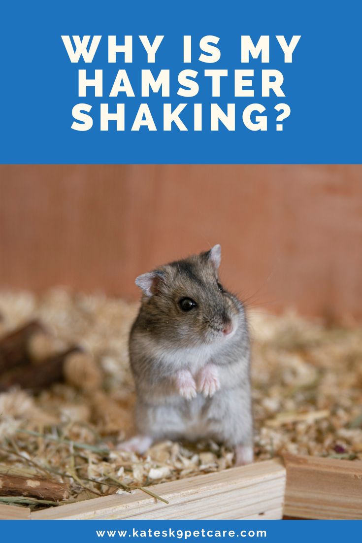 Why Is My Hamster Shaking 3 Common Reasons Kate s K9 Pet Care