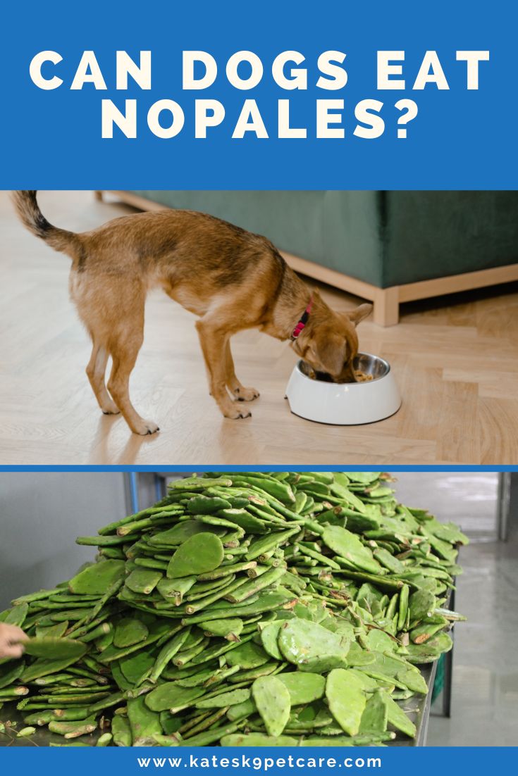 Can dogs eat nopales? 