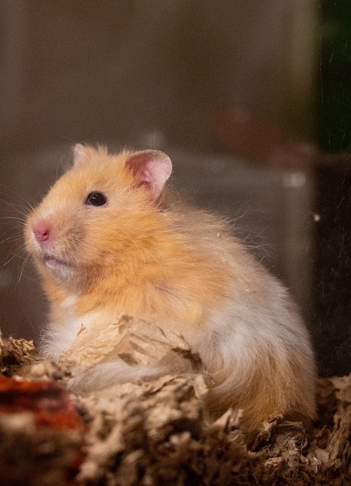 Hamster in glass tank