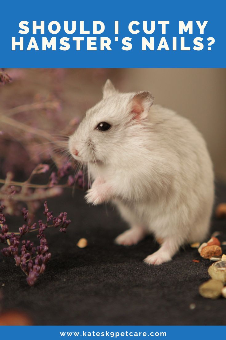 Pets at home shop hamster nail clipping