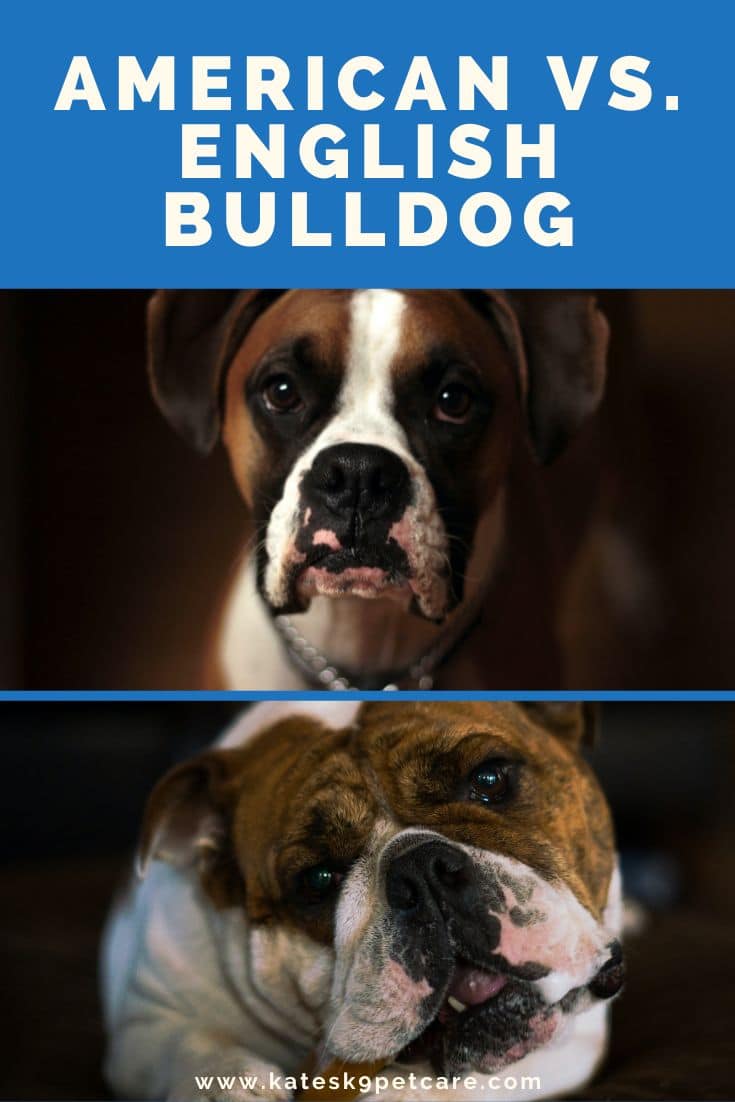 Image comparison between American bulldog (top) and English bulldog (bottom)