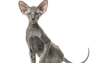 Rare Cat Breeds In The World