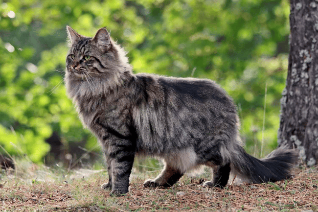 9. Norwegian Forest Cat