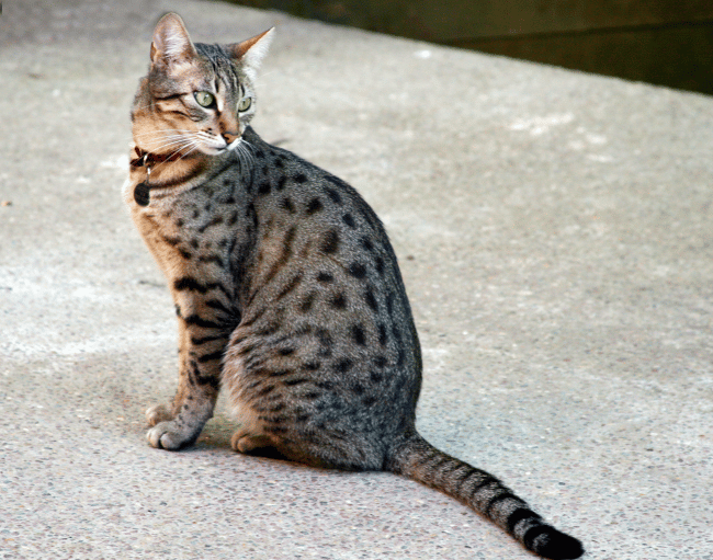 10. Egyptian Mau