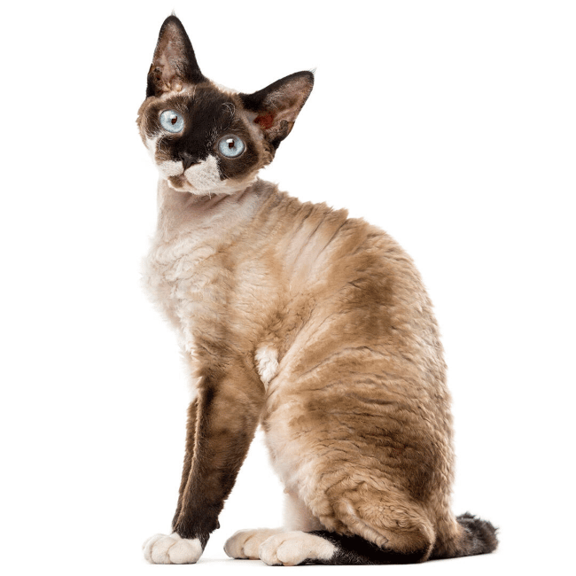 11. Devon Rex