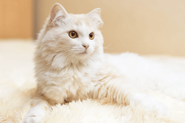 2. Turkish Angora