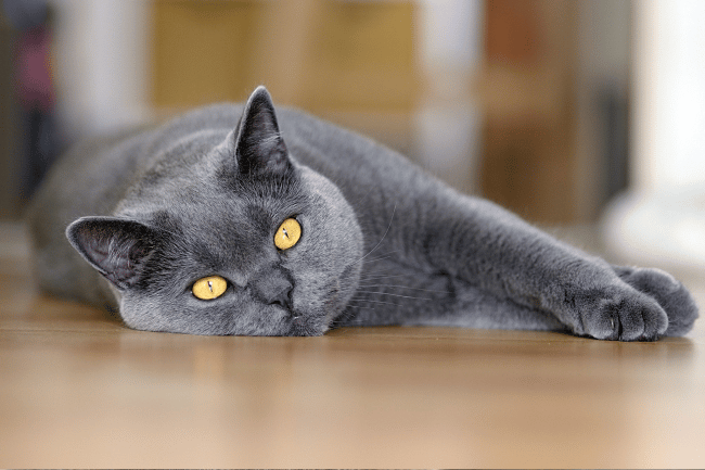 3. Chartreux Cat Breed