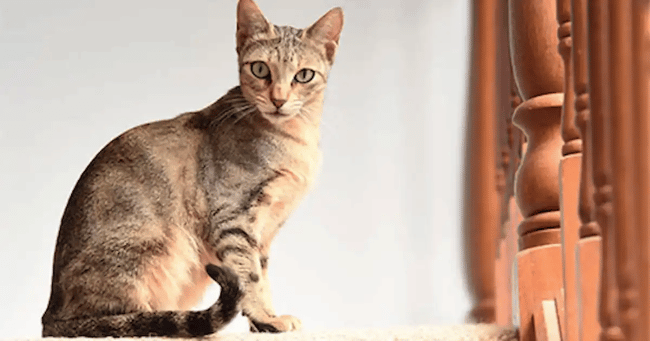 4. Sokoke Cat Breed (Rarest Cat Breed)