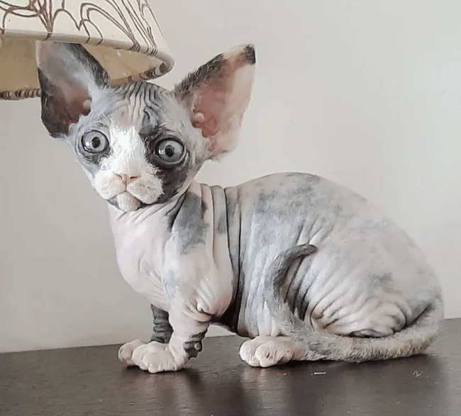 6. Minskin Cat Breed